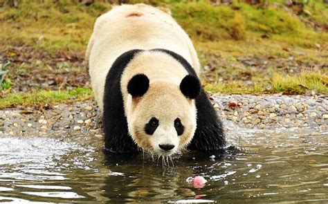 Ten Arrested In China For Killing Giant Panda And Trading Its Meat
