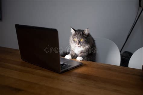 Cat Looking At Computer Screen Stock Photo Image Of Tabby Maine