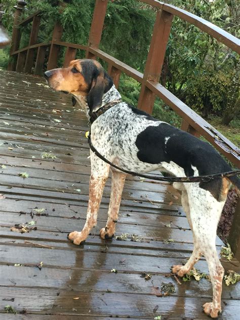 Pin On Bluetick And Walker Hound Mix