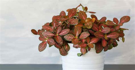 Check spelling or type a new query. Fittonia Plant Care: Learn How To Grow & Propagate Nerve ...