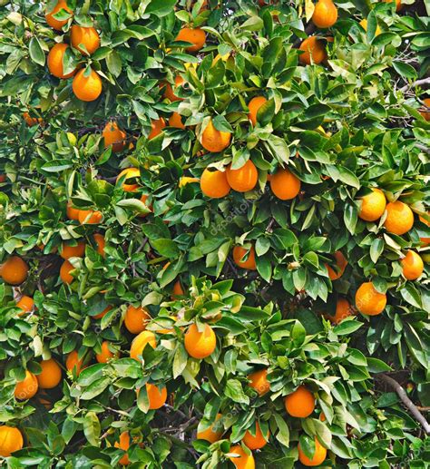 Oranges On Tree Stock Photo By ©vaeenma 9533232