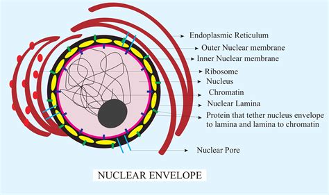 What Is The Significance Of Pores Present In The Nuclear Membrane