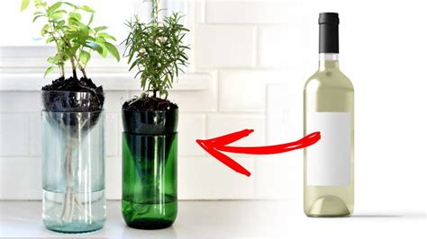 Plant Centric Ways To Reuse Wine Bottles Urban Leaf Plant Glass Bottle Vase Vladatk Gov Ba