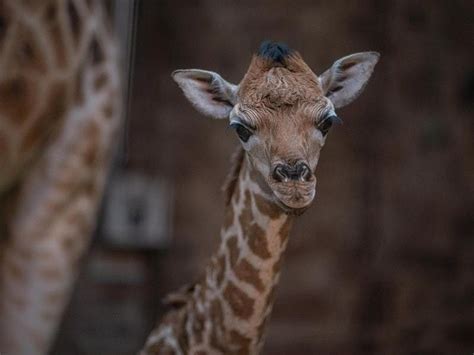 Cctv Captures Moment Rare Baby Giraffe Is Born At Chester Zoo