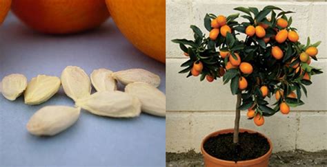 Do You Love Orange Juice Grow Your Own Orange Tree From Seeds