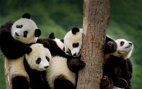 Download Cute Panda Wallpaper Baby Panda Desktop