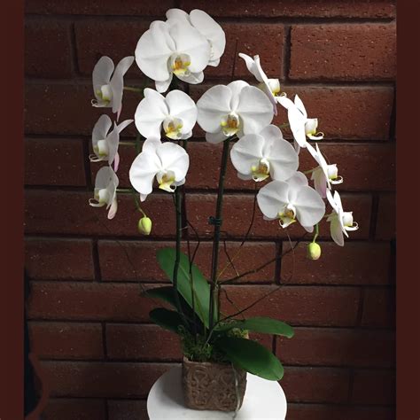 White Phalaenopsis Orchid Plant In San Diego Ca House Of Stemms