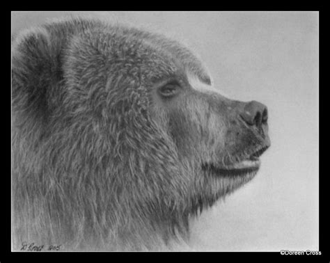 Grizzly Bear Graphite Graphite Drawings Grizzly Bear Portrait