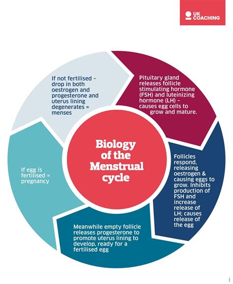 understanding the menstrual cycle uk coaching