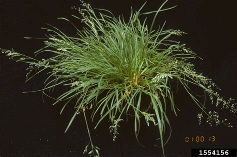 Annual Bluegrass Poa Annua