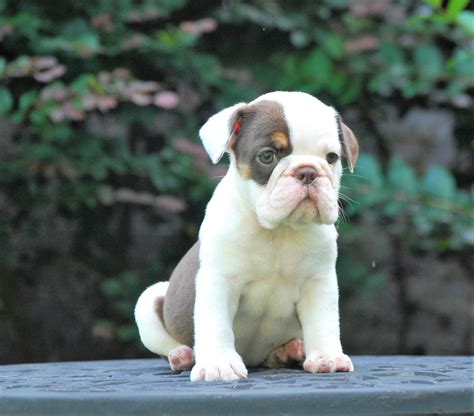 Find the perfect english bulldog puppy for sale at next day pets. Meet Elsa (SOLD) - Olde English Bulldogge Puppy For Sale