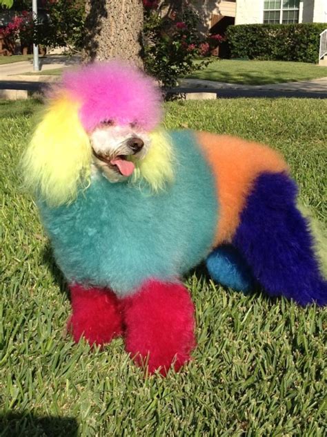 Just A Poofy Rainbow Poodle Boing Boing