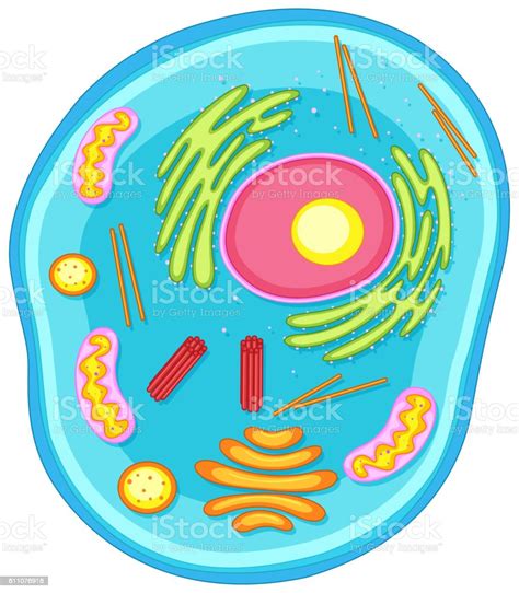 Animal Cell Diagram In Colors Stock Vector Art And More Images Of Biology