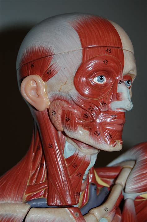 Deliverance is the casting out of demons from your body. Muscles of the head and neck, anterolateral view | Rob ...