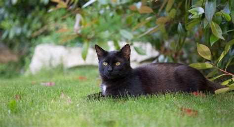 Black Cat Is Lying On The Green Grass Wallpapers And Images