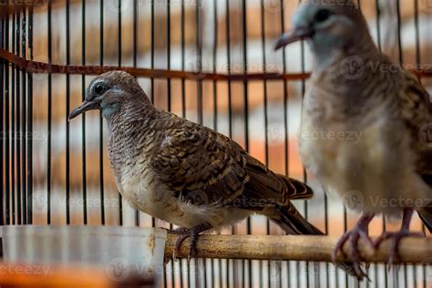 perkutut jawa é uma espécie de ave da tribo columbidae 11742603 Foto de