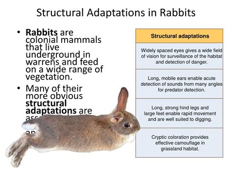 96 Best Ideas For Coloring Arctic Hare Behavioral Adaptations