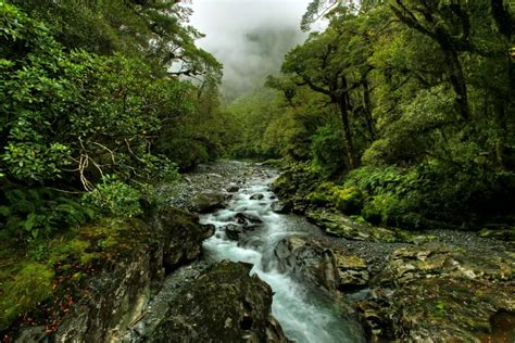 12 Rainforests That Arent On The Equator Temperate Rainforest