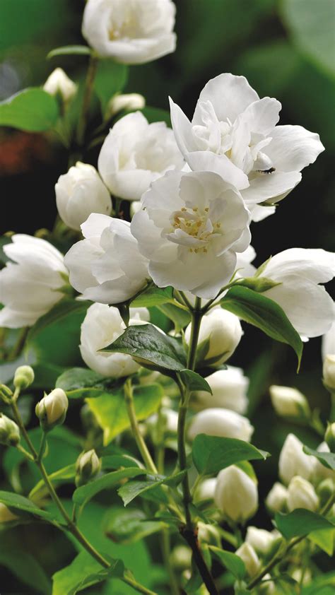 White Jasmine Flowers Buds Green Leaves Petals Blur Background