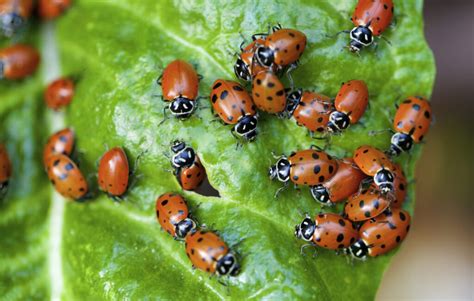Integrated Pest Management In Hydroponics A Comprehensive Guide