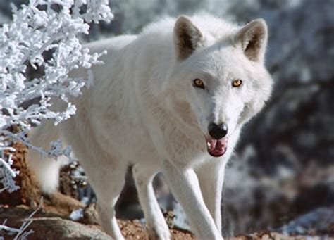 Colorado Wolf And Wildlife Center Divide Co