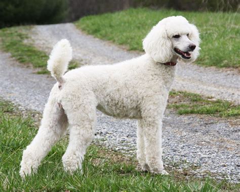 Standard Poodle Dog Breeds Poodle Dog Cute Dogs