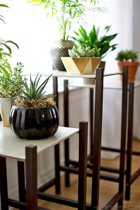Donkey spurge is fairly chilly hardy, growing to area 5. DIY Modern Plant Stand - Homey Oh My