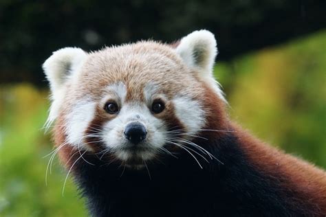 Panda Red Ailurus Fulgens · Free Photo On Pixabay