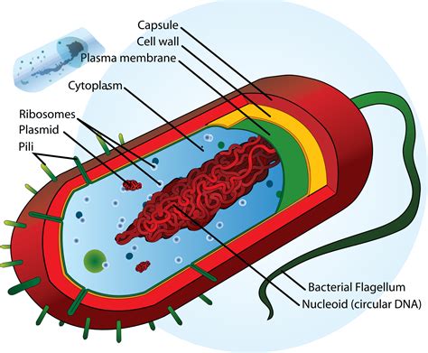 Single Celled Organisms Diagram Clipart Full Size Clipart 5382447