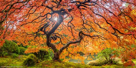 Japanese Maple Tree Panorama Blaine Bethany Gallery