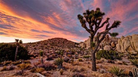 Free Download Joshua Tree National Park Wallpapers Hd Download