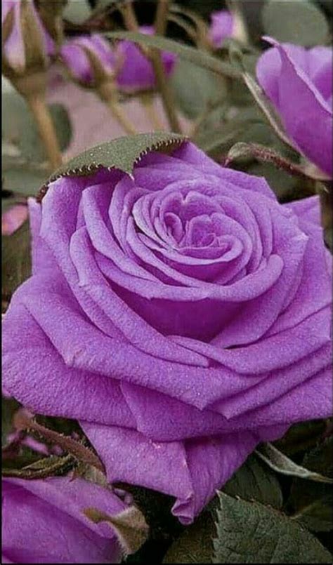 Pin By Ceceviran On Güllerim Beautiful Rose Flowers Wonderful