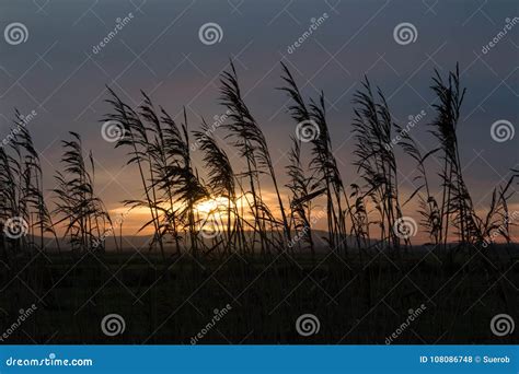 Reeds Silhouetted Against Sunset Sky Stock Photo Image Of Wind