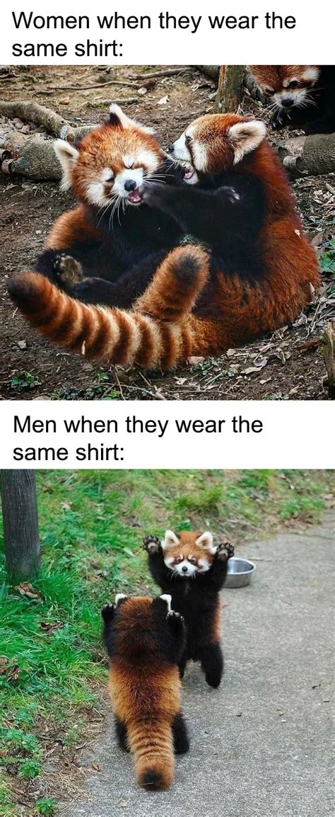 Red Pandas Dont Care Though In 2020 Really Funny Memes Crazy Funny