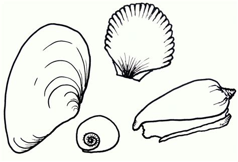 Free Printable Seashell Coloring Pages For Kids