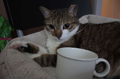 Can Cats Or Dogs Drink Coffee And What Happens To Them If
