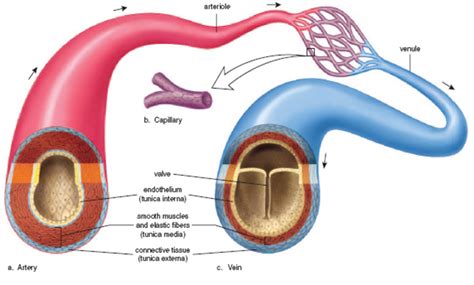 Arteries Veins And Capillaries Diagram Quizlet