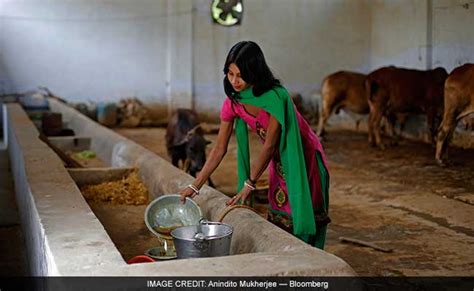 With Modi Government Cow Urine Turns Into Liquid Gold Foreign Media