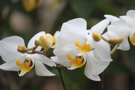 Lobelia white fountain nama ilmiah: Anggrek Indonesia | Indonesia.go.id