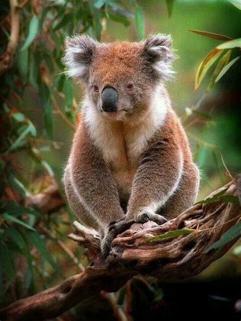 Koalas ♥ Koala Oso Koala Koala Bebé