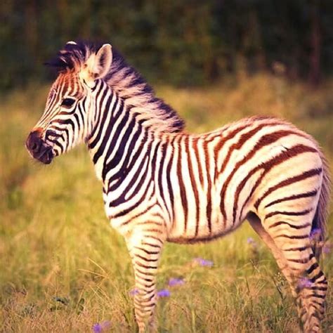 Cute Baby Animals Zebra