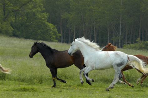 How Learning Herd Mentality Can Help You Train Your Horse Talking To