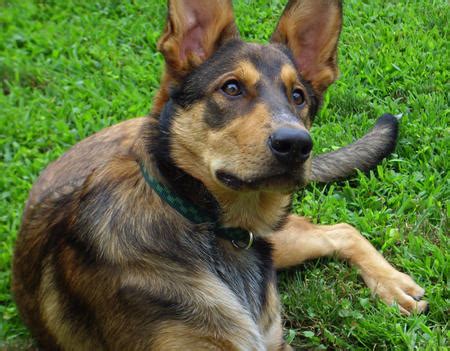 The purebred australian cattle dog. Big German Shepherds: German Shepherd Australian Cattle ...