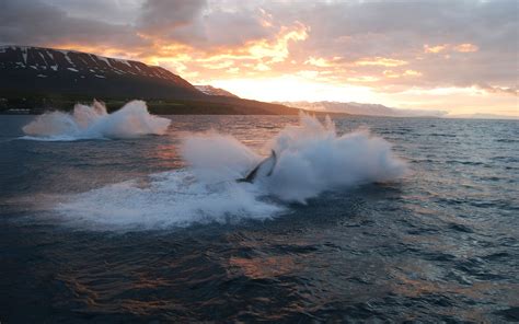Akureyri Whale Watching Tour Ambassadoris