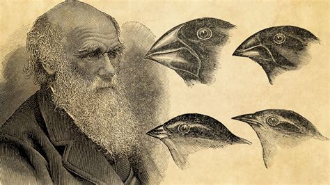 How Charles Darwin Developed The Theory Of Evolution Britannica