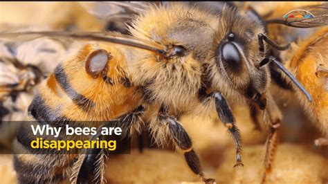 Why Bees Are Disappearing Youtube