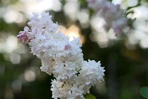 Beauty Of Moscow Lilac For Sale At Maples N More Nursery