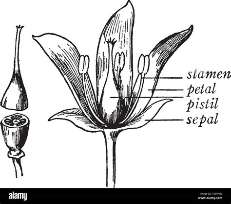 The Picture Shows Parts Of The Flower Plant It Shows The Stamen