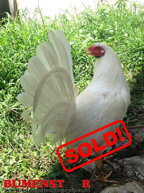 Ukuran ayam peruvian juga sepadan dengan ukuran ayam shamo yang berasal dari jepang. Ayam Philipin Segel