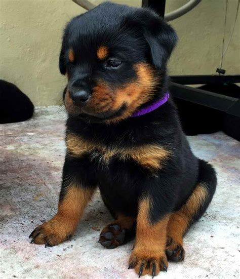 German Rottweiler Puppies For Sale Near Me 7 Beautiful Fullblooded